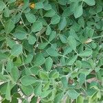 Medicago arborea Φύλλο