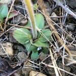 Micranthes virginiensis Leaf