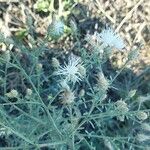 Centaurea diffusa Flower