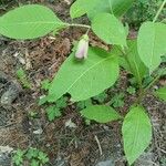 Atropa belladonna Blüte