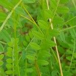 Astragalus asterias Leaf