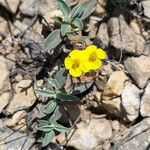 Helianthemum cinereum Yaprak