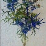 Eryngium bourgatii Kéreg