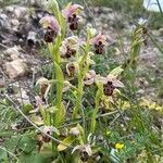 Ophrys umbilicata Blomst