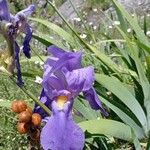 Iris pallida ᱵᱟᱦᱟ