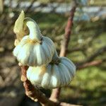 Edgeworthia chrysantha Flower