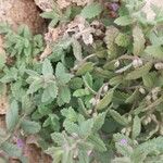 Teucrium scordium Blad