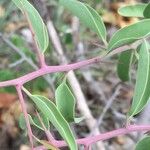 Ximenia caffra кора