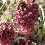 Petasites hybridus Çiçek