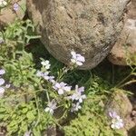 Erucaria hispanica 花