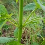 Salvia hispanica Kabuk