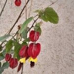 Abutilon megapotamicum Květ