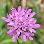 Knautia arvernensis Fiore