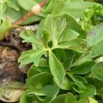 Alchemilla pentaphyllea Blad