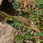 Hippocrepis biflora Bark