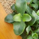 Cotyledon orbiculata برگ