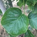 לא מזוההLeaf