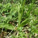 Orchis purpurea Blad