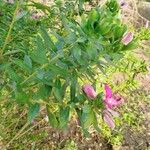 Polygala myrtifolia Blomma