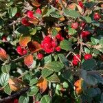 Cotoneaster dielsianus ഫലം