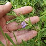 Dyschoriste linearis Flor