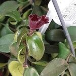 Aeschynanthus radicans Blatt