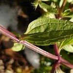 Stachys annua Blad