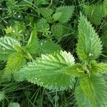 Urtica rupestris Leaf