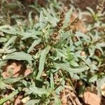 Amaranthus muricatus Fruit