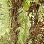 Asplenium hypomelas Celota