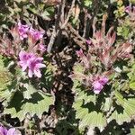 Pelargonium cucullatum Blad