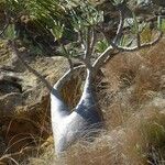 Pachypodium rosulatum Bark