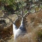 Pachypodium rosulatum Cortiza