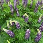Lupinus polyphyllus Other