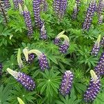 Lupinus polyphyllus Autre