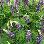 Lupinus polyphyllus Ďalší