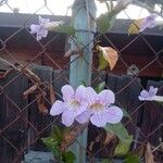 Bignonia callistegioides Blomst