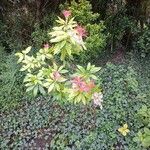 Pieris formosa Likasa