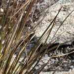 Cortaderia pungens List