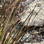 Cortaderia pungens Leaf