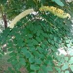 Adenanthera pavonina Цвят