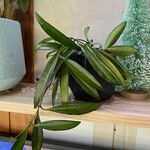 Hoya longifolia Folha