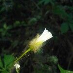 Merremia aegyptia 花