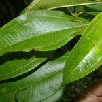 Miconia brevitheca Leaf