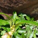 Impatiens baronii Lapas