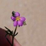 Spergula purpurea Квітка