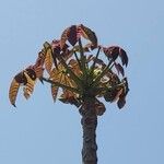 Cecropia glaziovii Leaf