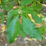 Franklinia alatamaha Leaf