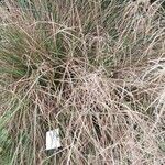 Deschampsia cespitosa Fuelha