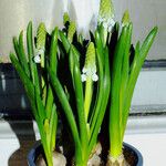 Muscari botryoides Feuille